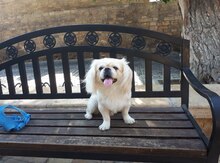 Pekines (cütləşdirmək üçün)