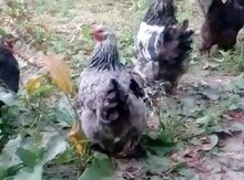 Brama