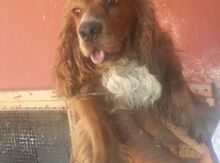 Koker spaniel