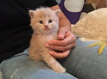 Персидские котята