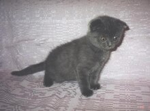 Шотландский вислоухий кот
