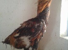 Heyratı