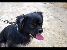 Pekines