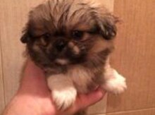 Pekines