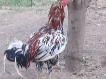 Xoruz