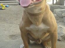 Pitbul