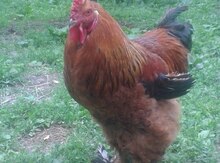 Brama