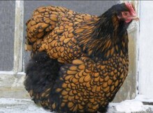 Orpinqton yumurtası və cücələrı