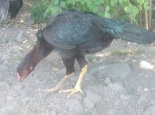 Heyratı fərə