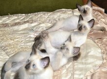Сиамские котята