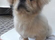 Cütləşdirmək üçün pekines