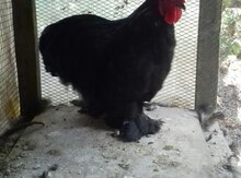 Brama