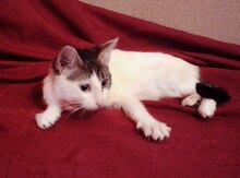 Отдам котенка в добрые руки