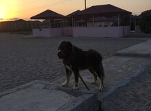 Cütləşdirmək üçün qafqaz ovçarkası