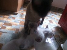 Siam pişiyi