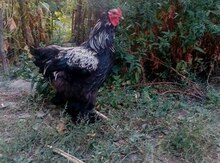 Brama