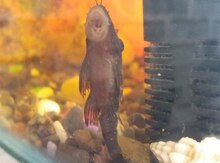 Akvarium və baliqlar