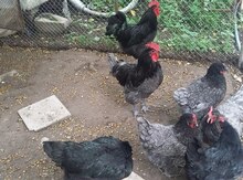 Australorp yumurtası