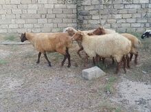 Qoyunlar