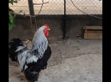 Brama xoruzu