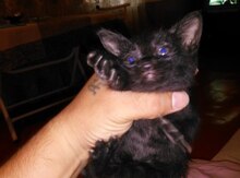 Шотландский котёнок