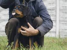 Rotveyler