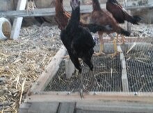 Heyratı