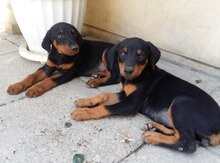 Doberman