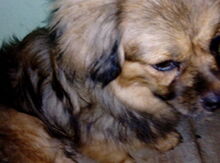 Pekines