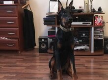 Doberman