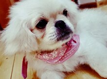 Pekines