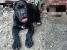Cane Corso