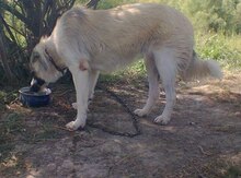 Çoban iti etibarla əllərə verilir