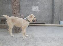 Çoban iti