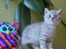 Шотландский котенок