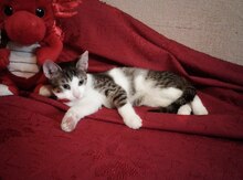 Отдам котенка в добрые руки