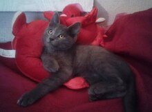 Отдам котенка в добрые руки