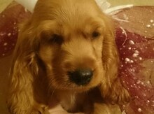 Koker spaniel
