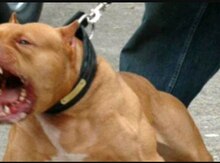 Pitbul balaları