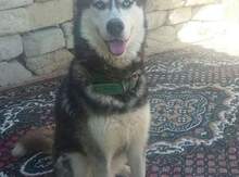 Haski (cütləşdirmək üçün)