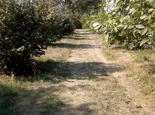 50 sot torpaq sahəsi, Oğuz r.