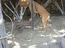 Koker spaniel