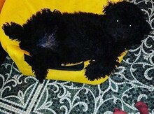 Pudel