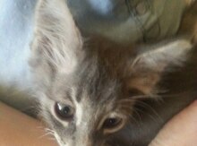Котята (в добрые руки)
