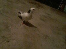 Göyərçinlər