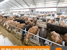 Heyvandarlıq kompleksinin tikintisi