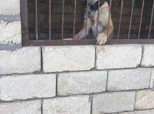 Kangal
