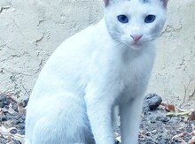 Ev pişiyi
