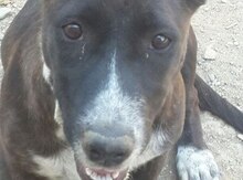 Pitbul