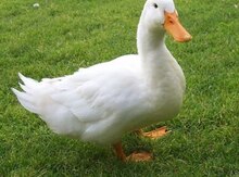 Ördəklər